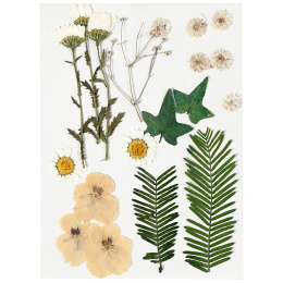 Tørrede blomster og blade Råhvid i gruppen Hobby & Kreativitet / Skabe / Håndværk og DIY hos Pen Store (130765)