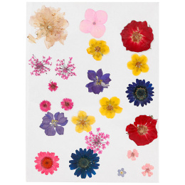 Tørrede blomster og blade Blandede farver i gruppen Hobby & Kreativitet / Skabe / Håndværk og DIY hos Pen Store (130767)