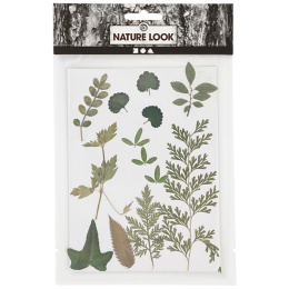 Tørrede blomster og blade Grøn i gruppen Hobby & Kreativitet / Teknikker / Scrapbooking hos Pen Store (130766)