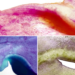 Gansai Tambi Akvarel sæt 5 stk Granulating Colors 2 i gruppen Kunstnerartikler / Kunstnerfarver / Akvarelmaling / Akvarelfarve i kop hos Pen Store (135537)