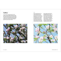 How to Draw a Tree: from the Fruit to the Forest i gruppen Hobby & Kreativitet / Bøger / Instruktionsbøger hos Pen Store (136291)