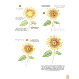 Paint 50: Watercolour Flowers i gruppen Hobby & Kreativitet / Bøger / Instruktionsbøger hos Pen Store (136318)