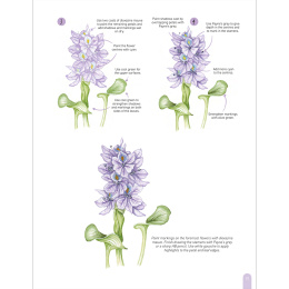 Paint 50: Watercolour Flowers i gruppen Hobby & Kreativitet / Bøger / Instruktionsbøger hos Pen Store (136318)