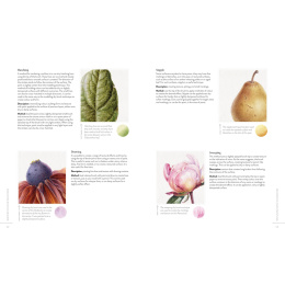 Sketching Nature i gruppen Hobby & Kreativitet / Bøger / Instruktionsbøger hos Pen Store (137184)