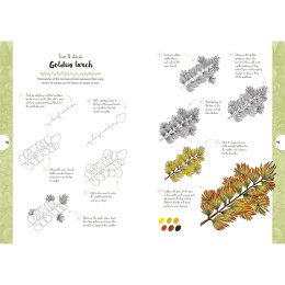 10 Step Drawing: Botanicals i gruppen Hobby & Kreativitet / Bøger / Instruktionsbøger hos Pen Store (137196)