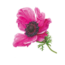 Anna Mason's Watercolour World i gruppen Hobby & Kreativitet / Bøger / Inspirationsbøger hos Pen Store (137202)