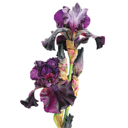 Anna Mason's Watercolour World i gruppen Hobby & Kreativitet / Bøger / Inspirationsbøger hos Pen Store (137202)