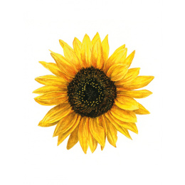 Anna Mason's Watercolour World i gruppen Hobby & Kreativitet / Bøger / Inspirationsbøger hos Pen Store (137202)