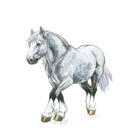 Draw 30: Animals i gruppen Hobby & Kreativitet / Bøger / Instruktionsbøger hos Pen Store (137210)