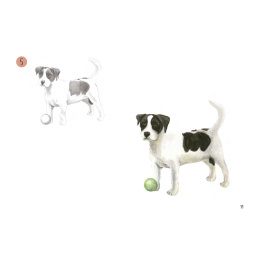 Draw 30: Animals i gruppen Hobby & Kreativitet / Bøger / Instruktionsbøger hos Pen Store (137210)