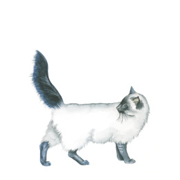 Draw 30: Animals i gruppen Hobby & Kreativitet / Bøger / Instruktionsbøger hos Pen Store (137210)