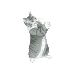 Draw 30: Cats i gruppen Hobby & Kreativitet / Bøger / Instruktionsbøger hos Pen Store (137211)