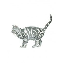 Draw 30: Cats i gruppen Hobby & Kreativitet / Bøger / Instruktionsbøger hos Pen Store (137211)