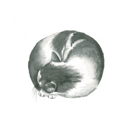 Draw 30: Cats i gruppen Hobby & Kreativitet / Bøger / Instruktionsbøger hos Pen Store (137211)