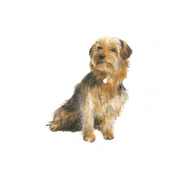 Draw 30: Dogs i gruppen Hobby & Kreativitet / Bøger / Instruktionsbøger hos Pen Store (137213)