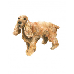 Draw 30: Dogs i gruppen Hobby & Kreativitet / Bøger / Instruktionsbøger hos Pen Store (137213)