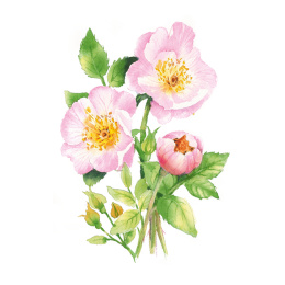 Draw 30: Flowers i gruppen Hobby & Kreativitet / Bøger / Instruktionsbøger hos Pen Store (137215)