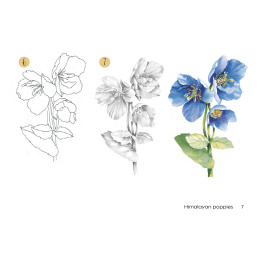Draw 30: Flowers i gruppen Hobby & Kreativitet / Bøger / Instruktionsbøger hos Pen Store (137215)