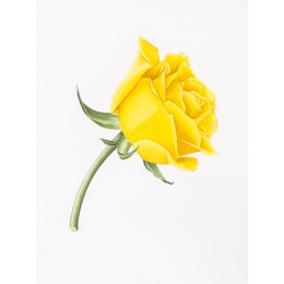 Draw in 10 Minutes: Botanicals i gruppen Hobby & Kreativitet / Bøger / Instruktionsbøger hos Pen Store (137219)