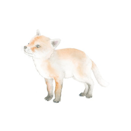 How to Draw: Baby Animals i gruppen Hobby & Kreativitet / Bøger / Instruktionsbøger hos Pen Store (137223)