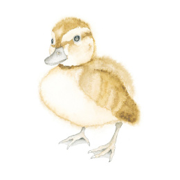 How to Draw: Baby Animals i gruppen Hobby & Kreativitet / Bøger / Instruktionsbøger hos Pen Store (137223)
