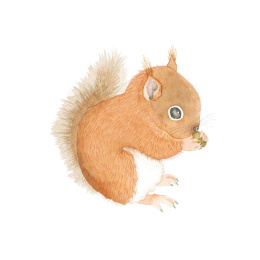 How to Draw: Baby Animals i gruppen Hobby & Kreativitet / Bøger / Instruktionsbøger hos Pen Store (137223)