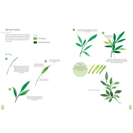 Paint 50: Watercolour Nature i gruppen Hobby & Kreativitet / Bøger / Instruktionsbøger hos Pen Store (137229)