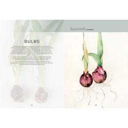 The Colour Mixing Guide: Watercolour Botanicals i gruppen Hobby & Kreativitet / Bøger / Inspirationsbøger hos Pen Store (137234)