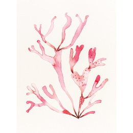 The Colour Mixing Guide: Watercolour Seashore i gruppen Hobby & Kreativitet / Bøger / Inspirationsbøger hos Pen Store (137235)