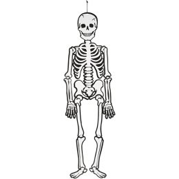 Skelet selvlysende 120 cm i gruppen Kids / Højtider / sæson for børn / Børnenes Halloween hos Pen Store (138370)